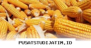 Mengapa Impor Jagung 100 Ribu Ton dari AS Justru Bisa Untungkan Petani Indonesia?
