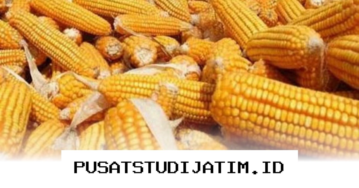 Mengapa Impor Jagung 100 Ribu Ton dari AS Justru Bisa Untungkan Petani Indonesia?