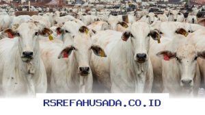 Mengapa Pemerintah Pilih Impor Sapi Brasil untuk Tingkatkan Peternakan Nasional?